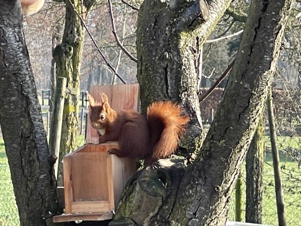 Eekhoorn in de tuin